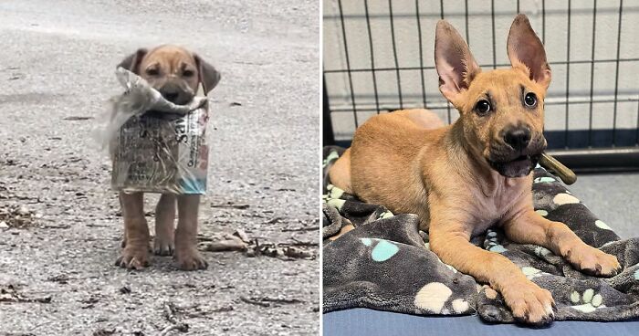 A Story Of A Stray Dog Carrying A Damp Newspaper As His Only Toy Took Unexpected Turn