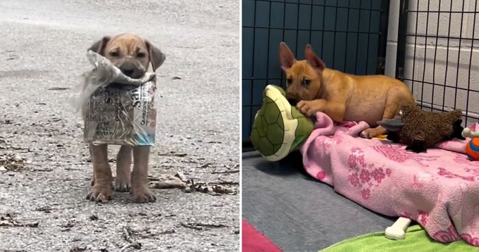 A Story Of A Stray Dog Carrying A Damp Newspaper As His Only Toy Took Unexpected Turn