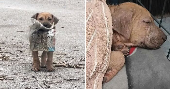 A Story Of A Stray Dog Carrying A Damp Newspaper As His Only Toy Took Unexpected Turn