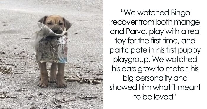 A Newspaper Was The Only Toy For This Stray Puppy Until He Caught The Eye Of A Volunteer