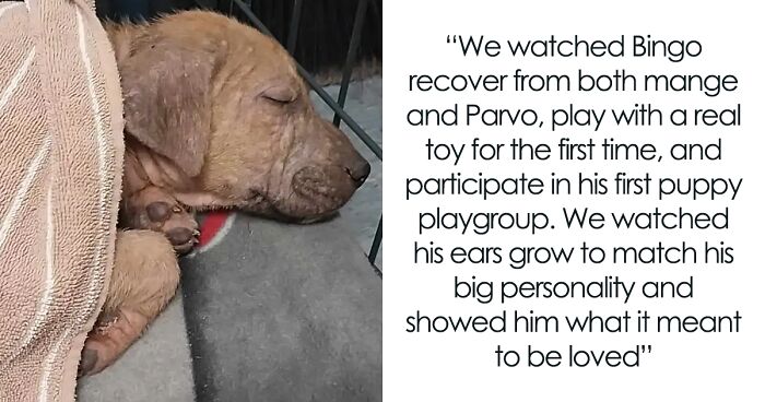 Netizens Awwing At This Puppy Whose Only Toy Was A Musty Old Newspaper Until Being Rescued