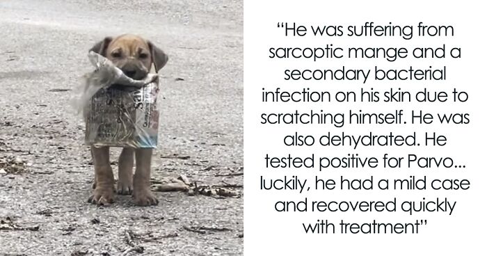 A Story Of A Stray Dog Carrying A Damp Newspaper As His Only Toy Has Left People Fighting Back Tears