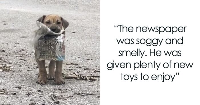 A Stray Puppy Carrying A Damp Newspaper As His Only Toy Gets A Chance For A New Life