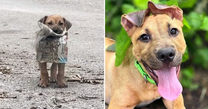 A Story Of A Stray Dog Carrying A Damp Newspaper As His Only Toy Took Unexpected Turn