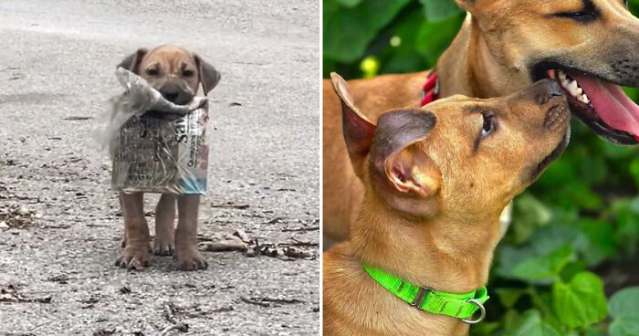 A Story Of A Stray Dog Carrying A Damp Newspaper As His Only Toy Took Unexpected Turn