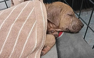 A Story Of A Stray Dog Carrying A Damp Newspaper As His Only Toy Took Unexpected Turn