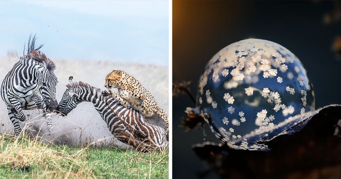 62 Best Nature Photographs Of 2023 As Shared By Tokyo International Foto Awards