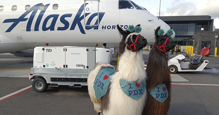 People Online Are Suddenly In Love With Portland Airport After Discovering They Have Therapy Llamas