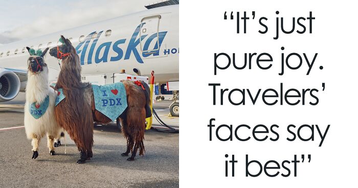 “It’s Just Pure Joy”: Portland International Airport Welcomes Its Travelers With Therapy Llamas