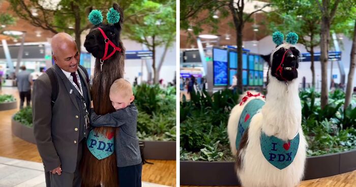 People Online Are Suddenly In Love With Portland Airport After Discovering They Have Therapy Llamas