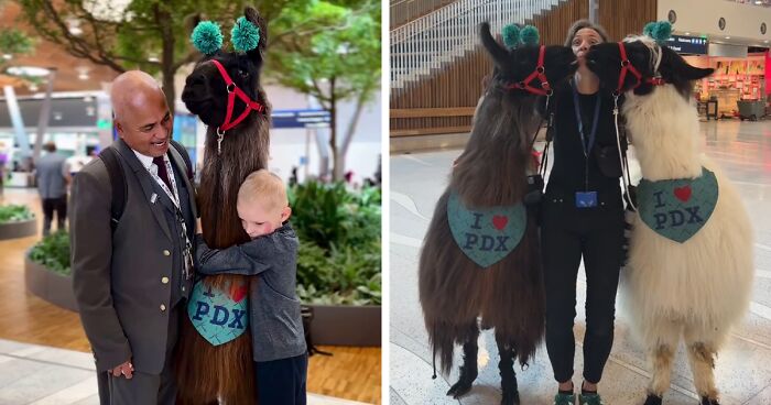 People Online Are Suddenly In Love With Portland Airport After Discovering They Have Therapy Llamas