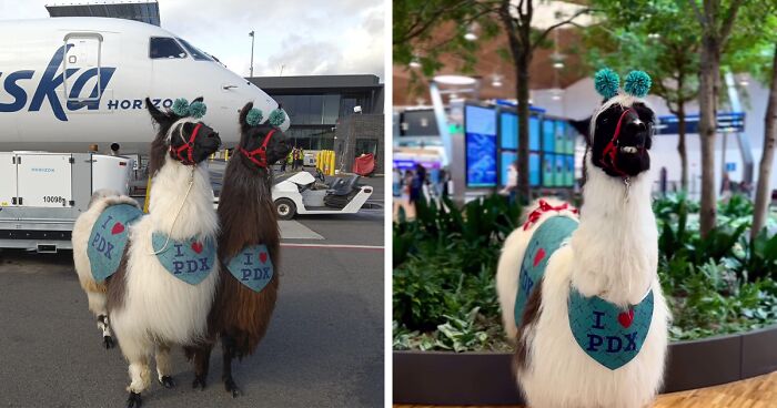 Portland Airport Surprises Travelers With Therapy Llamas, Netizens Can’t Get Enough Of Them