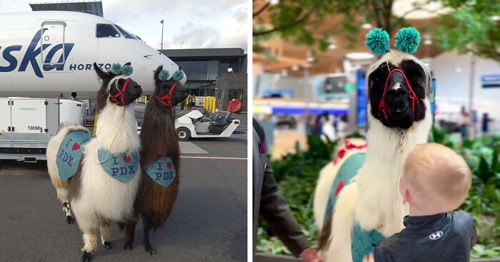 PDX Goes Viral Online After Travelers Are Met With The Cutest Therapy Llamas