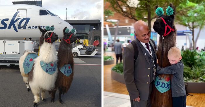 Netizens Are Highly Tempted To Fly To Portland After Finding Out Their Airport Has Therapy Llamas