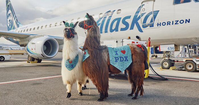 People Online Are Suddenly In Love With Portland Airport After Discovering They Have Therapy Llamas