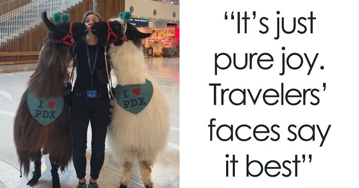 People Online Can’t Get Enough Of These Therapy Llamas At Portland International Airport