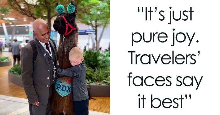 People Online Are Suddenly In Love With Portland Airport After Discovering They Have Therapy Llamas