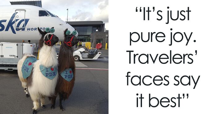 Therapy Llamas Visit Portland Airport, Become An Internet Sensation As Everyone Loves Them