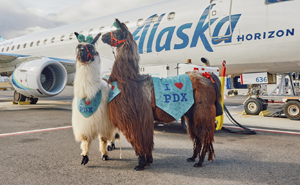 People Online Are Suddenly In Love With Portland Airport After Discovering They Have Therapy Llamas