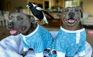 New Legal Battle Threatens To Separate Molly, The Famous Magpie, From Its Doggy Best Friend