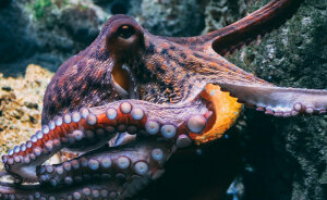 Rare Video Shows Octopuses Punching Their Lazy Fish Partners While Out Hunting Together