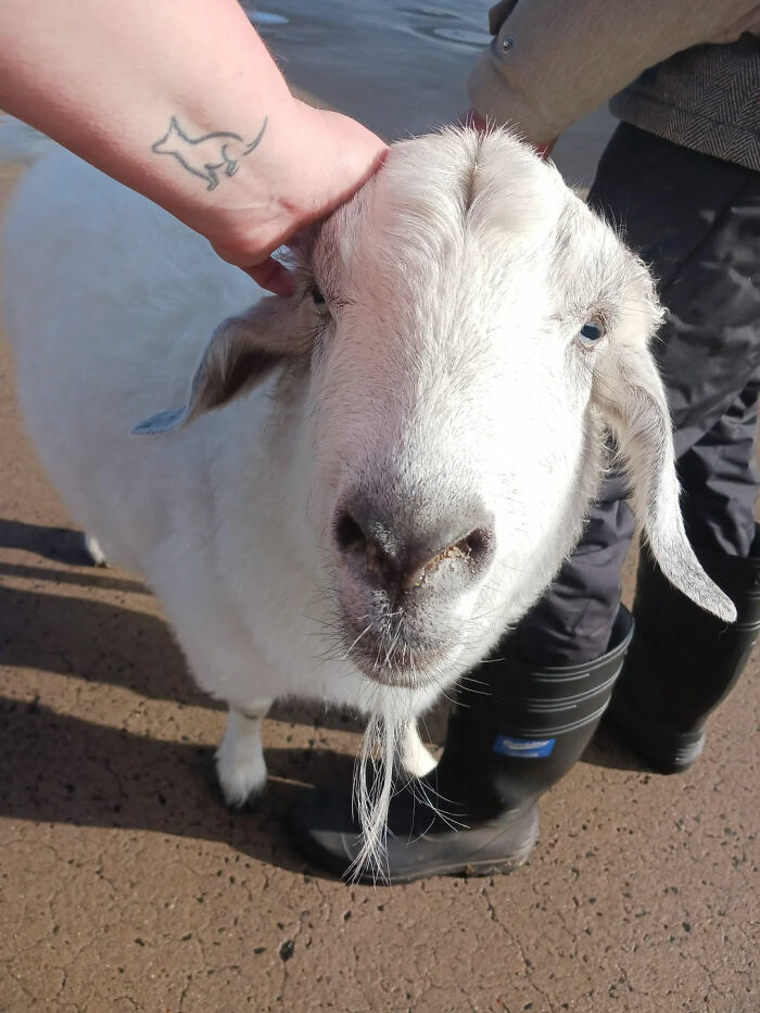 Today, I Saw A Man Walking His Goat. Her Name Is Tilda And She Was Going To The Dog Wash