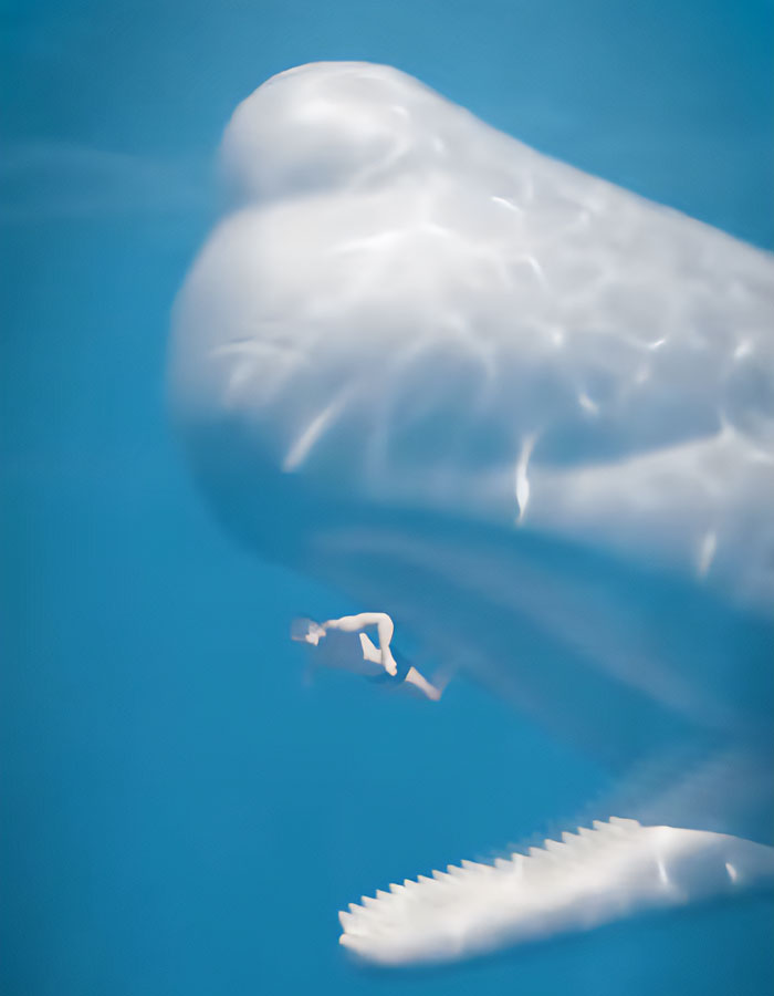 Terrifying Simulation Reveals What Would Happen To Your Body If Swallowed By A Whale