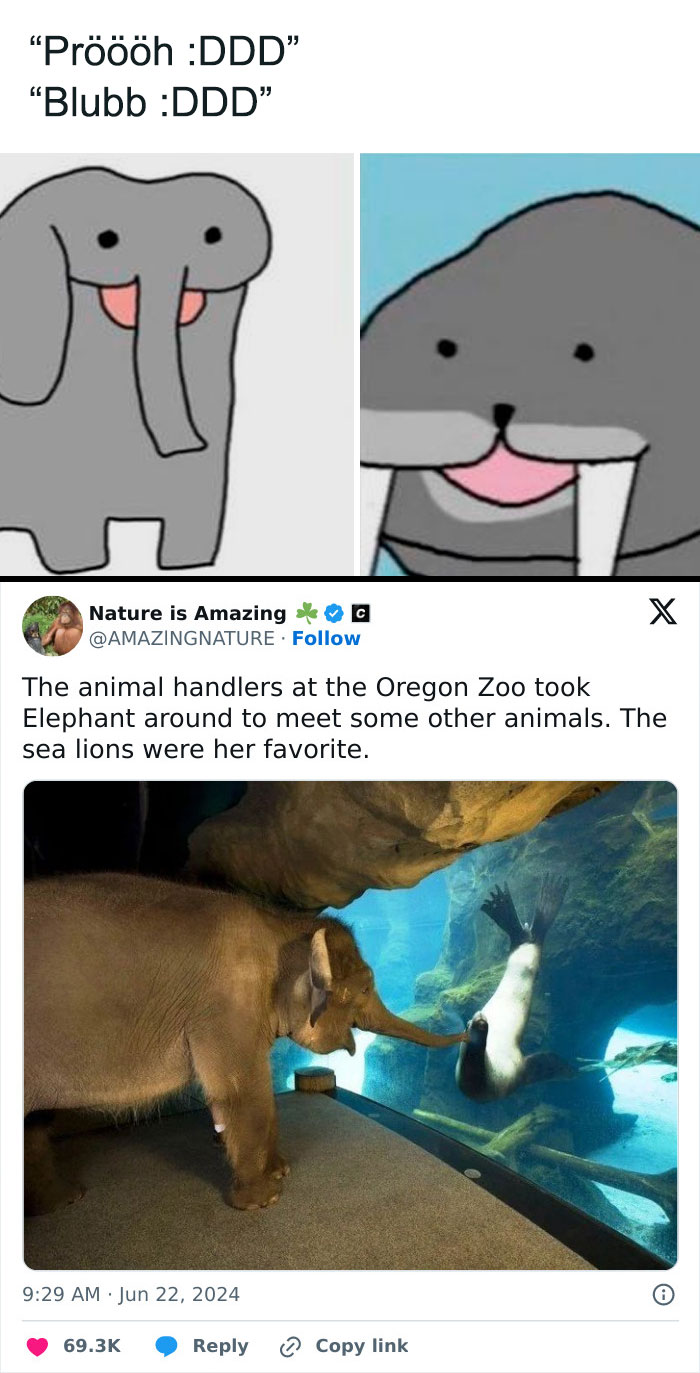 Elephant Meets Sea Lion