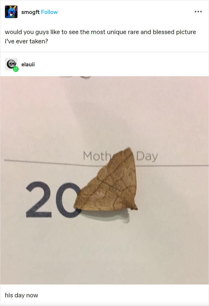 Moth Day