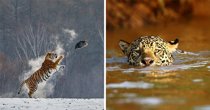 This Photographer Ventured To Dangerous Places Where He Shot These 57 Wildlife Photos (New Pics)