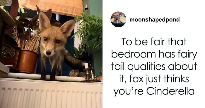 “Gentle” Wild Fox Goes Viral For Regularly Sneaking Into Woman’s Home And Sleeping In Her Bed