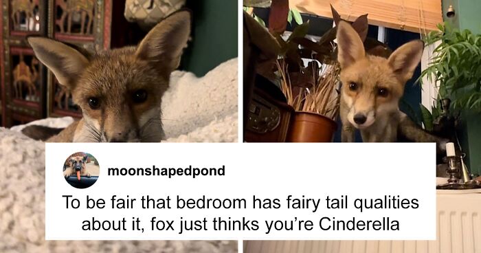 “She’s Not Pest”: Woman Frequently Lets A Wild Fox Into Her House And Sleep In Her Bed