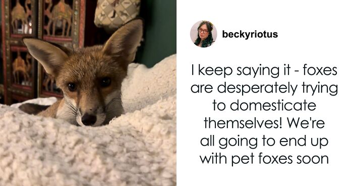 Woman Debunks Rabies Concerns After Videos Of “Gentle” Wild Fox Sleeping With Her Goes Viral