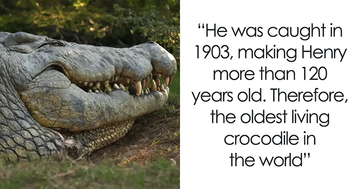 The Internet Is Stunned By This 5-Meter, 700-Kilo Crocodile Who’s Been Around Since 1900