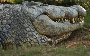 The Internet Is Stunned By This 5-Meter, 700-Kilo Crocodile Who’s Been Around Since 1900