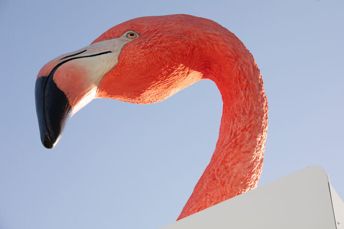 Flamingo Fever: Inspiring Votes With A Pop Of Pink (17 Pics)