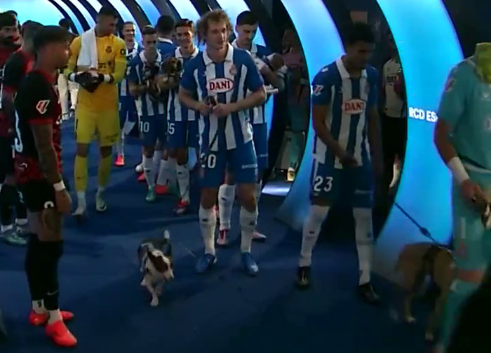 Abandoned Dogs Find Home After Football Team’s Awareness-Raising Action Before The Match