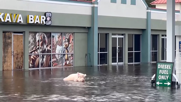 Pig Who Was Left Tied To Petrol Station Before Hurricane Gets Rescued, And People Online Love It