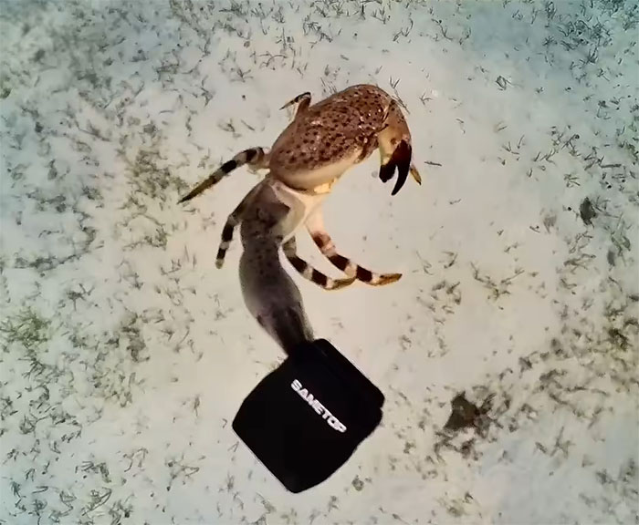 People Online Are Very Amused By This Crab Who Stole A Camera And Went On Filming His Adventures