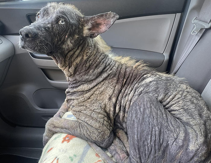 Terribly Neglected Dog Gets Rescued, Reveals His Full Beauty When He Heals And Grows Back His Fur