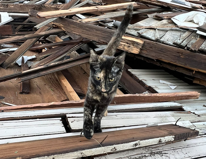 Reporter Arrives To Check Hurricane's Damage And Is Met By Fluffy Survivor