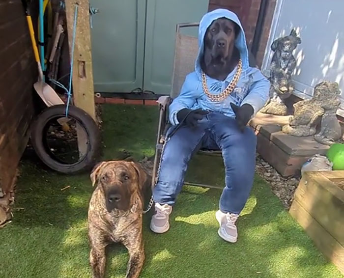 Hilarious Videos Of Mist The Cane Corso Dressed As Human Go Viral, Earn Her Over 1K A Month