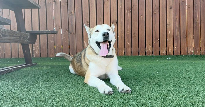 Terribly Neglected Dog Gets Rescued, Reveals His Full Beauty When He Heals And Grows Back His Fur