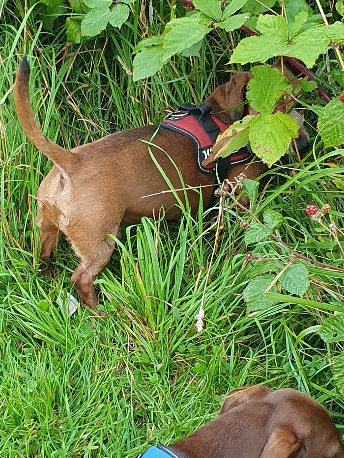 Otto Blackberrying