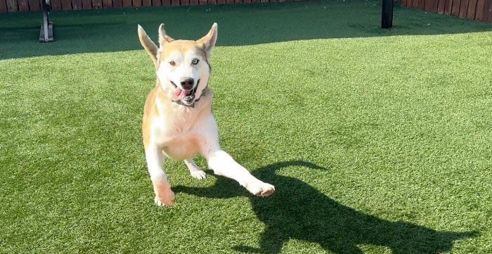 Terribly Neglected Dog Gets Rescued, Reveals His Full Beauty When He Heals And Grows Back His Fur