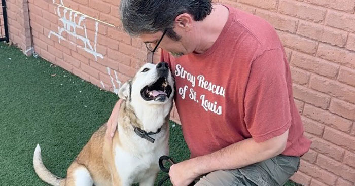 Terribly Neglected Dog Gets Rescued, Reveals His Full Beauty When He Heals And Grows Back His Fur