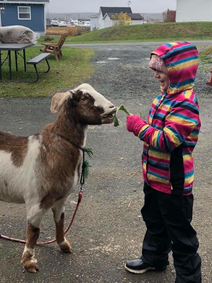 Local Goat Accidentally Enters A Half Marathon In Newfoundland And Wins A Medal