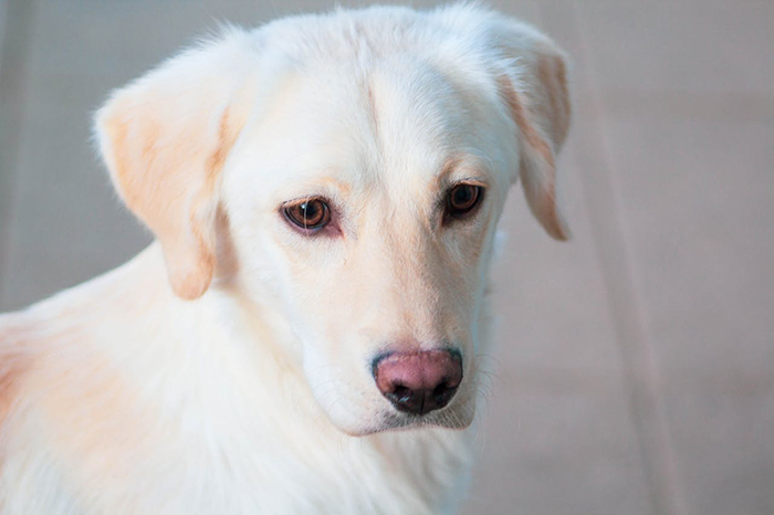 Woman Refuses To Let Her Little Sister Anywhere Near Her Puppy, Has To Call The Police