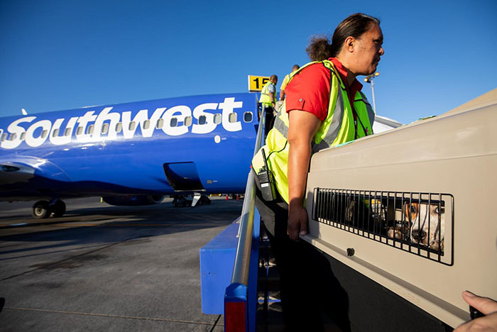 Airlines Help Evacuate Shelter Animals, Pilot Falls In Love With A Kitty And Decides To Adopt Her