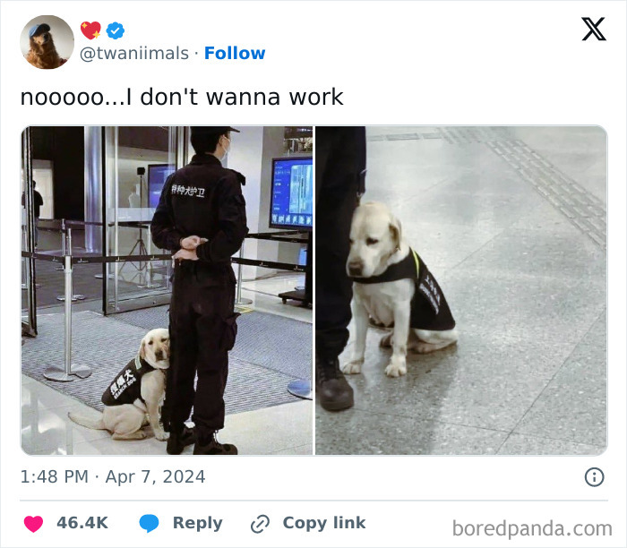 Funny-Chonky-Woofers-For-My-Depression-Memes